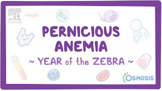 Pernicious Anemia Year of the Zebra [upl. by Eniamrahc]