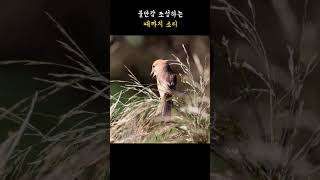 때까치암컷 Bullheaded Shrike sound [upl. by Albin313]