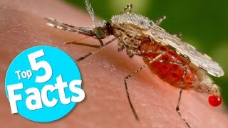 Top 5 Mosquito Facts [upl. by Ball874]