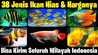 38 Jenis Ikan Hias amp Harganya  SEMUA ADA DISINI [upl. by Tolman]