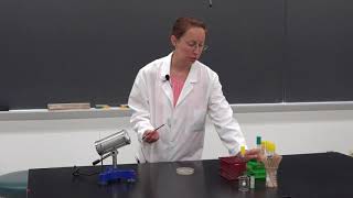 Aseptic Bacteria Transfer  Techniques Demonstration [upl. by Corneille745]