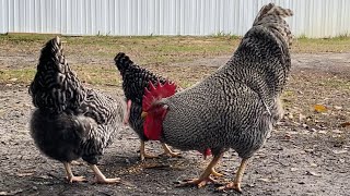 Barred rock flock [upl. by Elfie891]