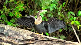 Caño Negro Wildlife Refuge by Boat [upl. by Euseibbob333]