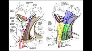 How to explore lymph nodes on ENT [upl. by Aundrea72]