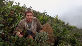 The Discovery of Nepenthes leonardoi by Stewart McPherson [upl. by Erl]