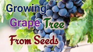 How to grow Grape Plants from Seeds 100  Success [upl. by Ahsehyt217]