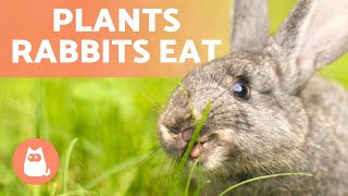 PLANTS RABBITS CAN EAT🐰🌿 Wild amp Domestic Plant Types [upl. by Bobina]