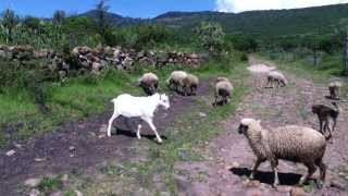 Chivo vs borrego [upl. by Ot]