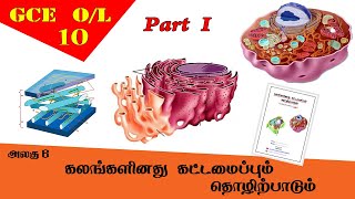 கலம்  Cell structure amp function  Grade 10 Science  GCE OL Tamil Medium [upl. by Esyak67]