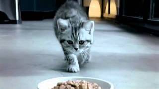 Whiskas Kitten TV Commercial [upl. by Adarbil]