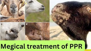 magical treatment of PPR in 2024  ppr vaccine and treatment goatfarming [upl. by Hardie]