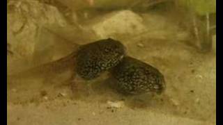 Die Entwicklung der Kaulquappe Tadpoles [upl. by Calhoun]