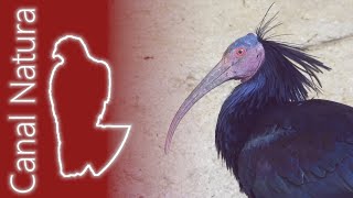 Ibis eremita Geronticus eremita Northern Bald Ibis 4K [upl. by Ecyla749]