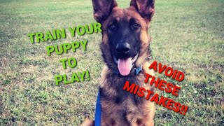 How to PLAY with your Puppy  Shield K9 [upl. by Sig]