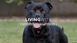 LIVING WITH STAFFORDSHIRE BULL TERRIERS 2 PROTECTION WORK [upl. by Ssidnak323]