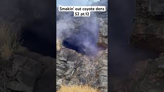 Smokin’ out coyote dens S2 pt12 fishing easterncoyote nature coyote hunting hunt deer [upl. by Enoch]