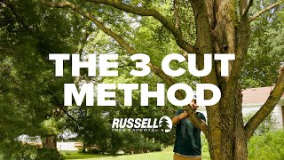 How to Prune a Tree Using the 3 Cut Method [upl. by Shannen]