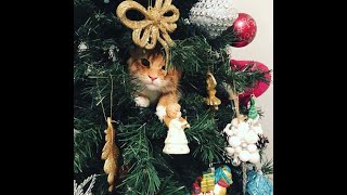 Cats vs Christmas Trees A Compilation [upl. by Radman]