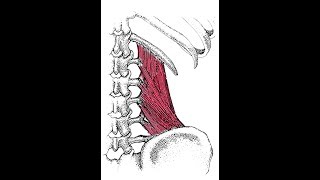 Advanced exercise for the quadratus lumborum [upl. by Lennod]