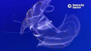 Spotted Comb Jelly AppreSeaOcean Post [upl. by Malvino396]