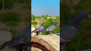 Kale jeere Madrasi ytshorts trendingshorts pigeon youtubeshorts MrGulzar0786 up follow🙏👍 [upl. by Prouty]