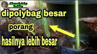 PORANG BEGINI CARANYA TANAM DI POLYBAG AGAR PORANG CEPAT BESAR [upl. by Aurore]