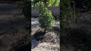 How to plant an avocado tree for great results The Best Avocado Tree Soil to use [upl. by Seaden913]