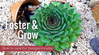 Foster amp Grow  Sempervivum general care and identification [upl. by Anirdnajela358]