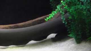 Electric Eel at the Tennessee Aquarium [upl. by Rosemarie]