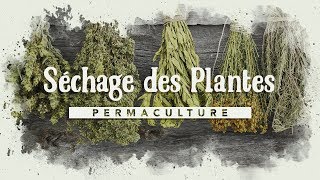 Le séchage des plantes [upl. by Hussey]