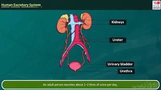 Prachi Science by Dr S K Jain  Human Excretory System readedge animation [upl. by Llerrac368]