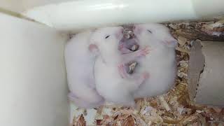 Baby Syrian hamsters Squeaking very loud [upl. by Yort681]