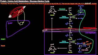 Protein  Amino Acid Metabolism Part 7 of 8  GlucoseAlanine Cycle [upl. by Yaron358]