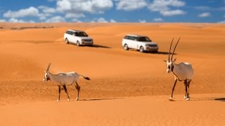 Morning Desert Safari Dubai  Conservation Drive  Platinum Heritage 2016 [upl. by Jackqueline]