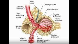 Glomerulonefriti diagnosi stadiazione e terapia [upl. by Godding]