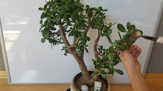 How To Propagate Jade Plants From Cuttings [upl. by Rodi]