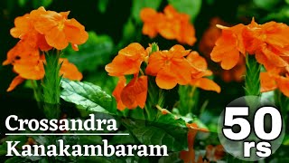 CROSSANDRA Plant Growing Tips amp Care In Winter Available For Sale Online [upl. by Nole]