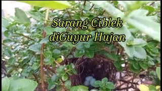 Sarang Ciblek didalam Bonsai diguyur Hujan Begini Jadinya [upl. by Catie]