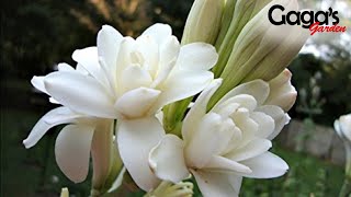 How to Grow and Care Double Tuberose Bulb With Updates  Rajnigandha  Polianthes Tuberosa [upl. by Rawden]