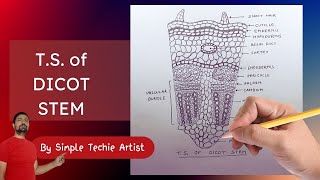 Drawing the Dicot Stem A Comprehensive Tutorial [upl. by Dosia]