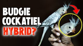 What Will Happen if you Breed a Budgie with a Cockatiel [upl. by Eluj816]