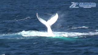 MIGALOO stops by the Gold Coast  Sea World Whale Watch [upl. by Auhsuj]