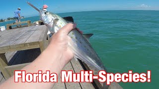 Saltwater Pier Fishing Anna Maria Island Florida MultiSpecies [upl. by Dorothee]