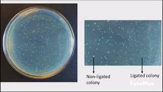 Competent Cells and Transformation Protocol [upl. by Milinda]