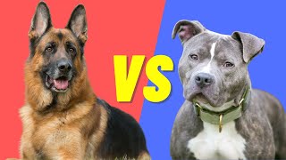 German Shepherd VS PitBull  Compare and contrast the two dog breeds [upl. by Petes]