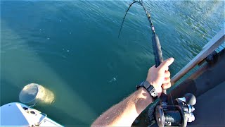 YES PLEASE  NC Flounder and Sheepshead Fishing [upl. by Zalea264]