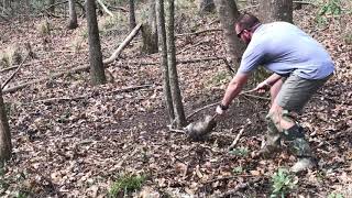 How to release a possum from a DP coon trap  catch and release [upl. by Hazard]