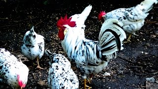 Exchequer Leghorn Hühner  Alte Nutztierrassen Folge 106  Film Hühnehaltung Huhn chicken breed [upl. by Akkim]