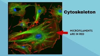 What is the cytoskeleton inside a cell [upl. by Eniamrej941]