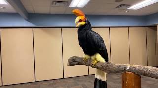 Home Safari – Rhinoceros Hornbill Terri – Cincinnati Zoo [upl. by Inverson503]